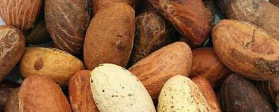 Bitter Kola (Garcinia Kola) – Martha All Natural